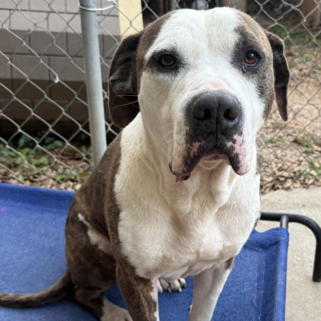 Burt, Adoptable, Adult Male English Bulldog.