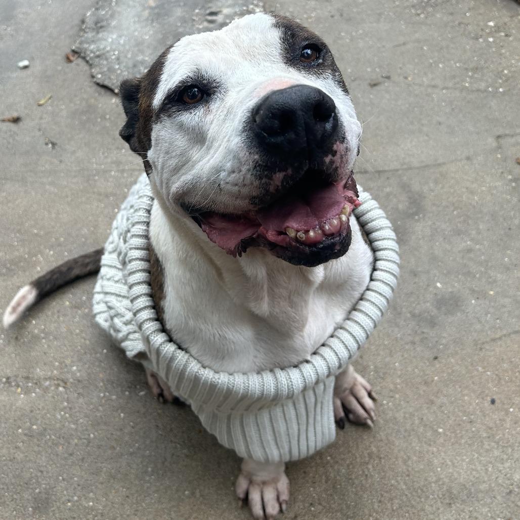 Enlarge Burt, a Adoptable English Bulldog in Enterprise, AL image 2/2