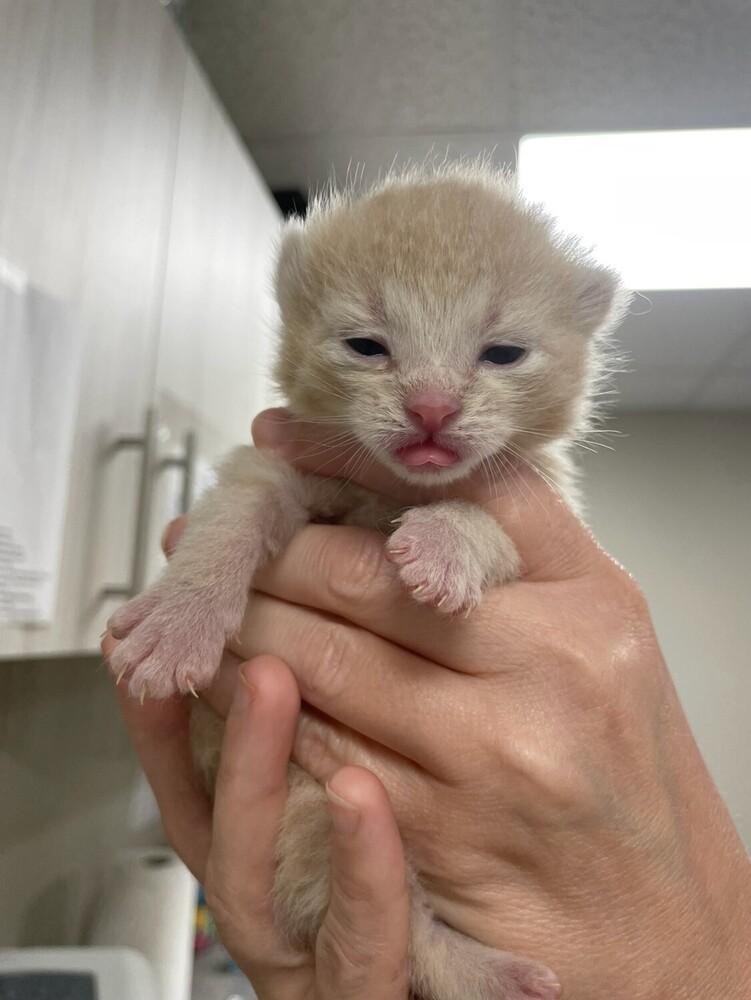 Pretty Patches kitten 1 (orange female), Adoptable, Kitten Female Domestic Short Hair.