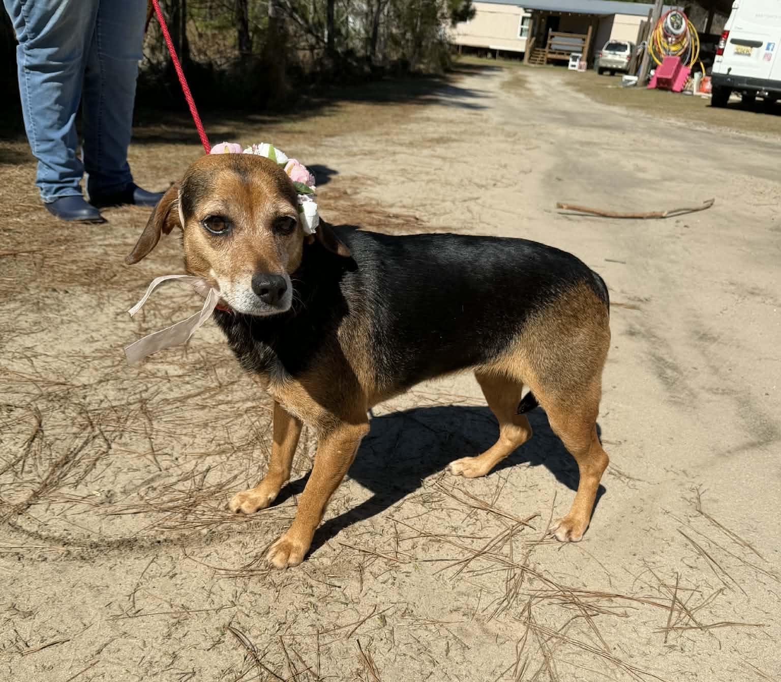 Enlarge Louise, a Adoptable Beagle in Jackson, MI image 4/6