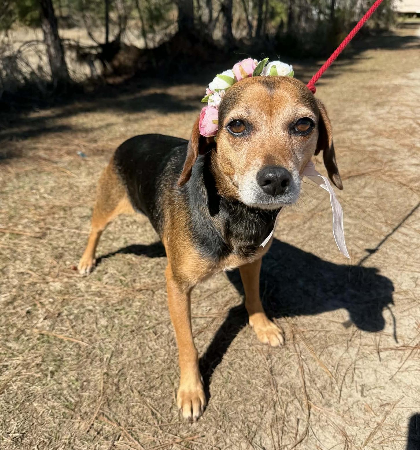 Louise, Adoptable, Young Female Beagle.