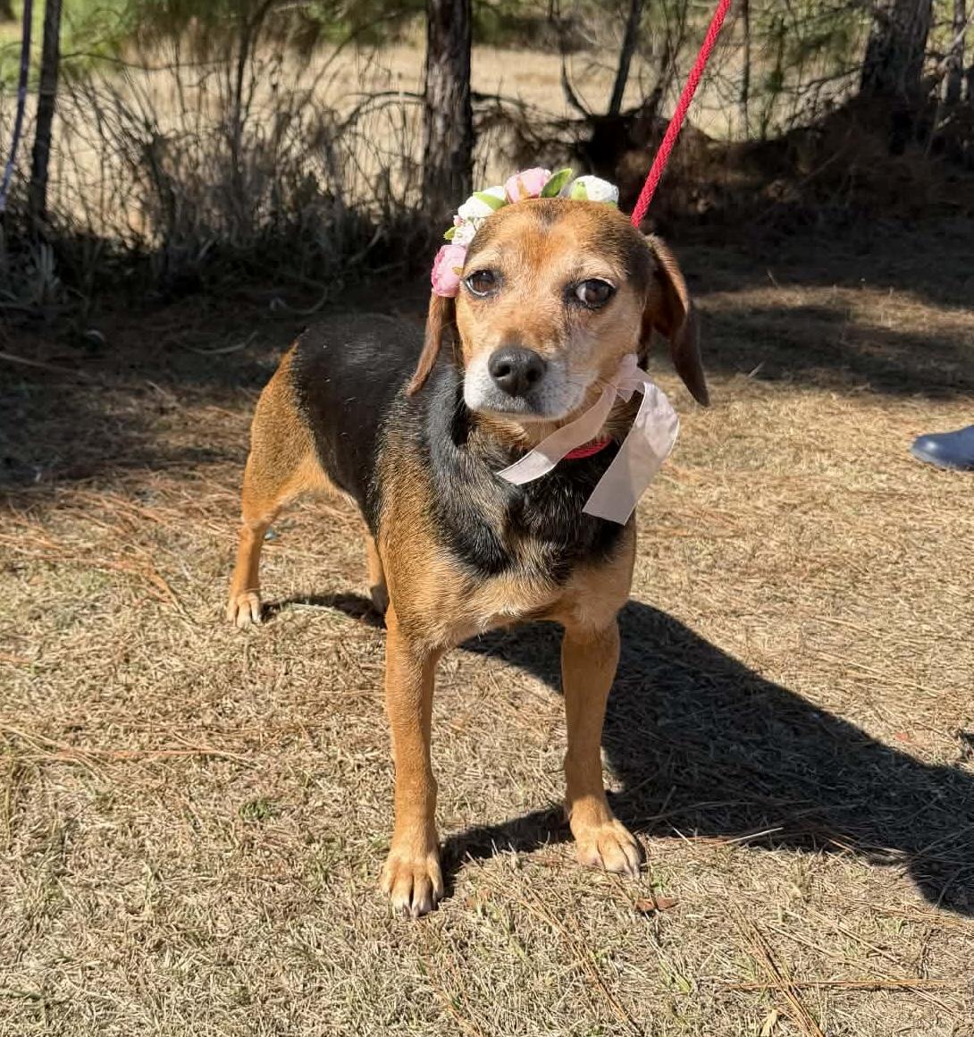 Enlarge Louise, a Adoptable Beagle in Jackson, MI image 2/6