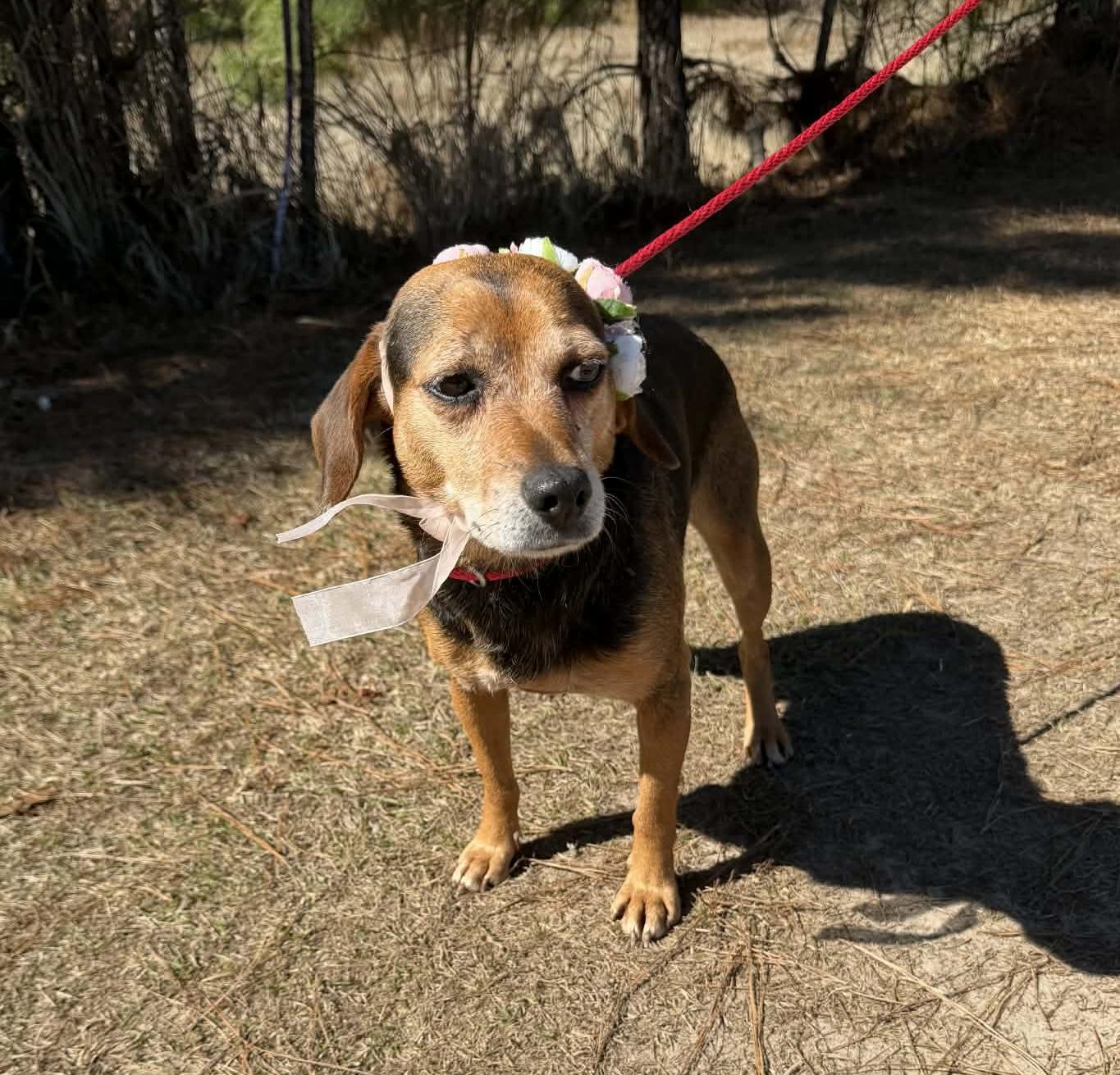 Enlarge Louise, a Adoptable Beagle in Jackson, MI image 5/6