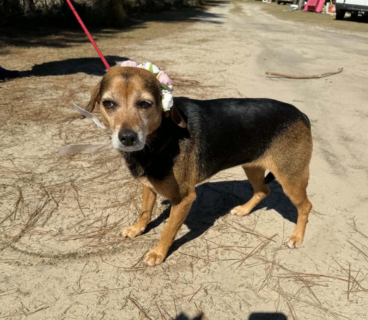 Enlarge Louise, a Adoptable Beagle in Jackson, MI image 3/6