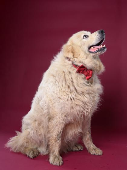 Enlarge Baxter, a ADOPTABLE Great Pyrenees in East Haddam, CT image 2/2