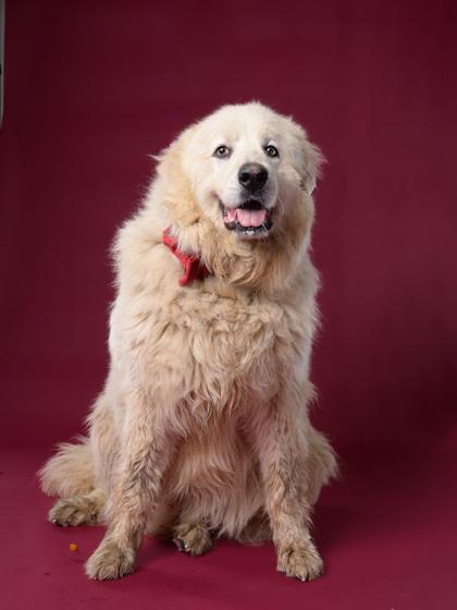 Enlarge Baxter, a ADOPTABLE Great Pyrenees in East Haddam, CT image 1/2