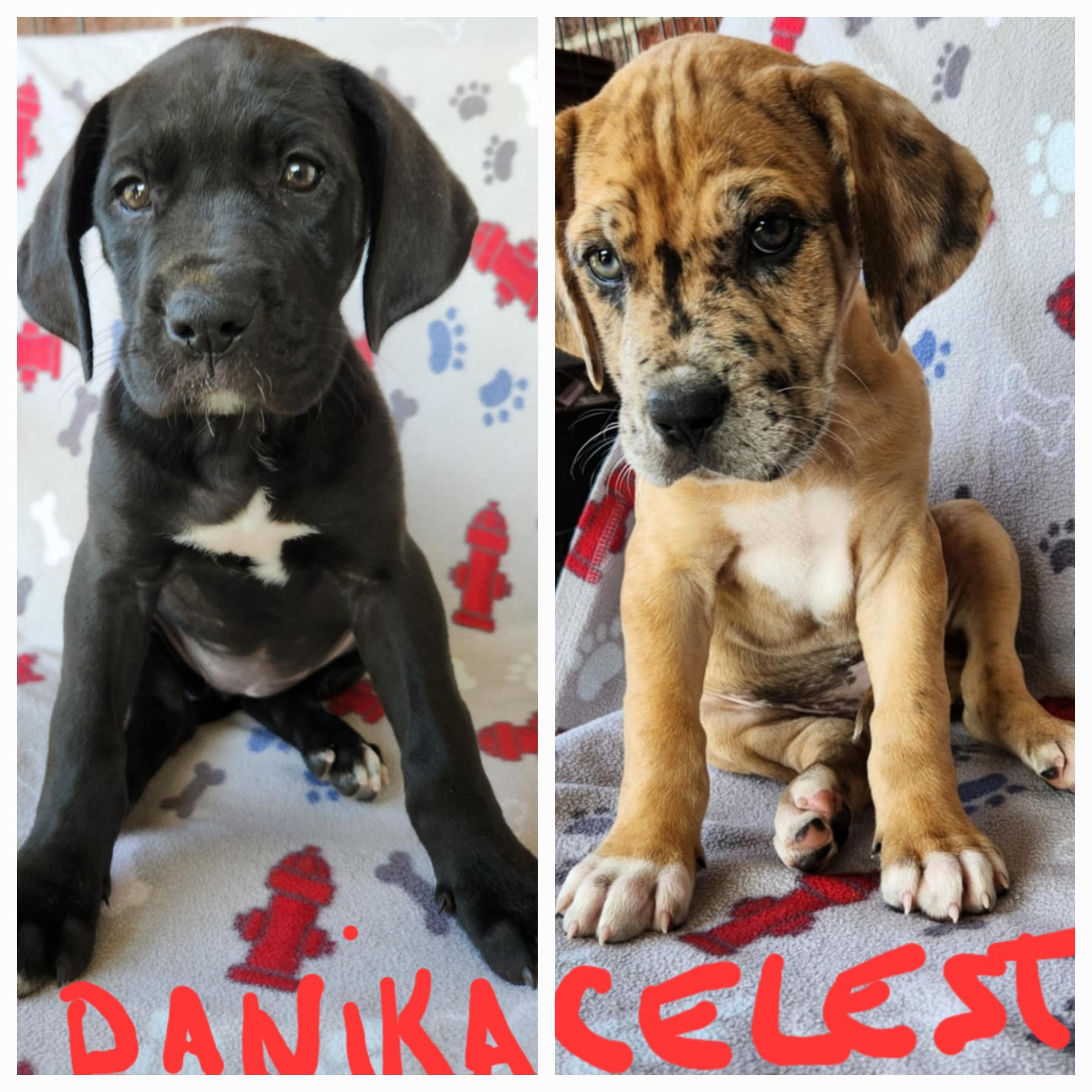 Puppies/Great Dane photo 2