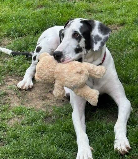 Puppies/Great Dane photo 3
