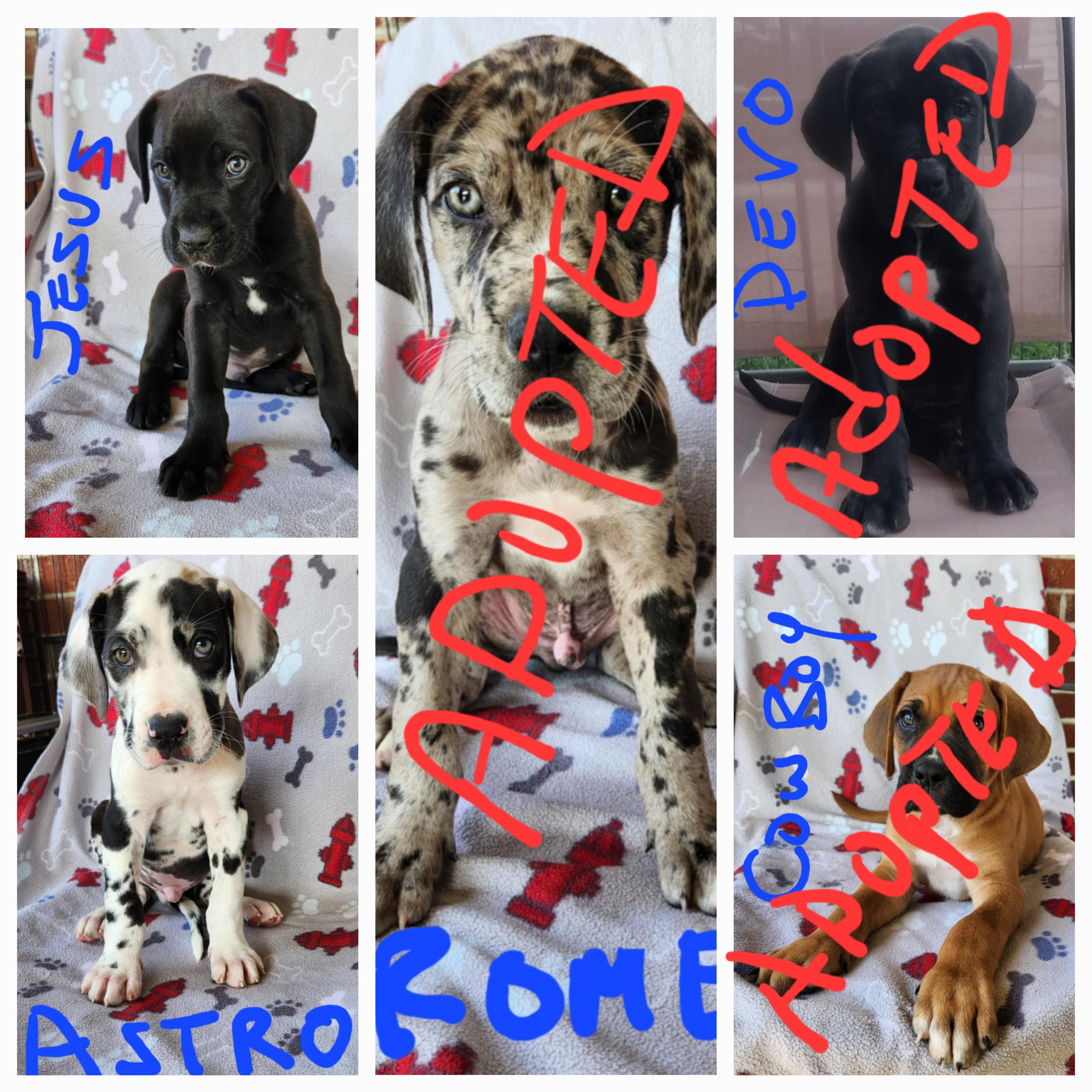 Puppies/Great Dane, Baby Male Great Dane