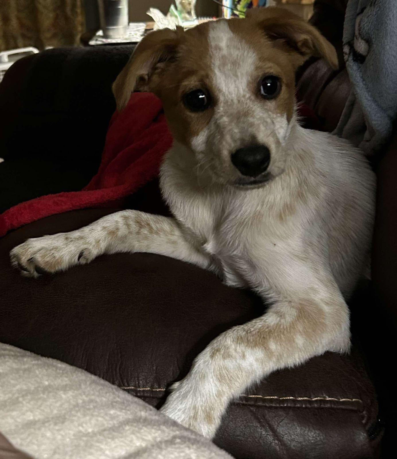 Enlarge Jackie, an adopted Australian Cattle Dog / Blue Heeler in Luling, TX image 4/4
