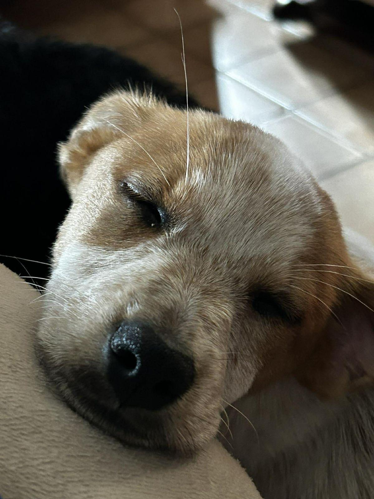 Jackie, adopted, Young Female Australian Cattle Dog / Blue Heeler.