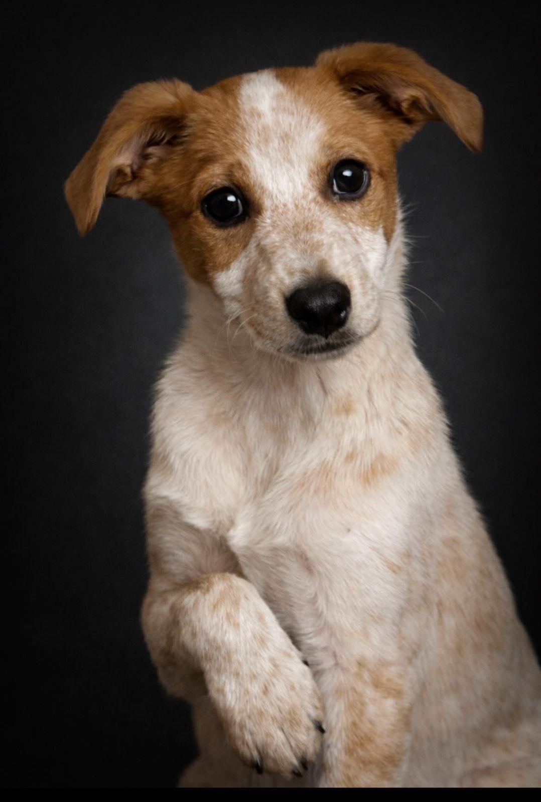 Enlarge Jackie, an adopted Australian Cattle Dog / Blue Heeler in Luling, TX image 2/4
