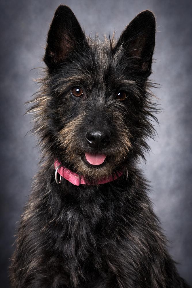 Tilly, Adoptable, Adult Female Scottish Terrier & Cairn Terrier.