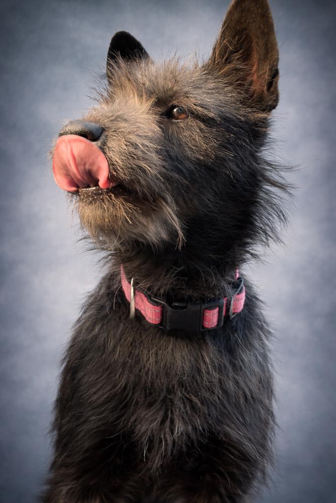 Enlarge Tilly, a Adoptable mixed breed in Pomona, CA image 3/4