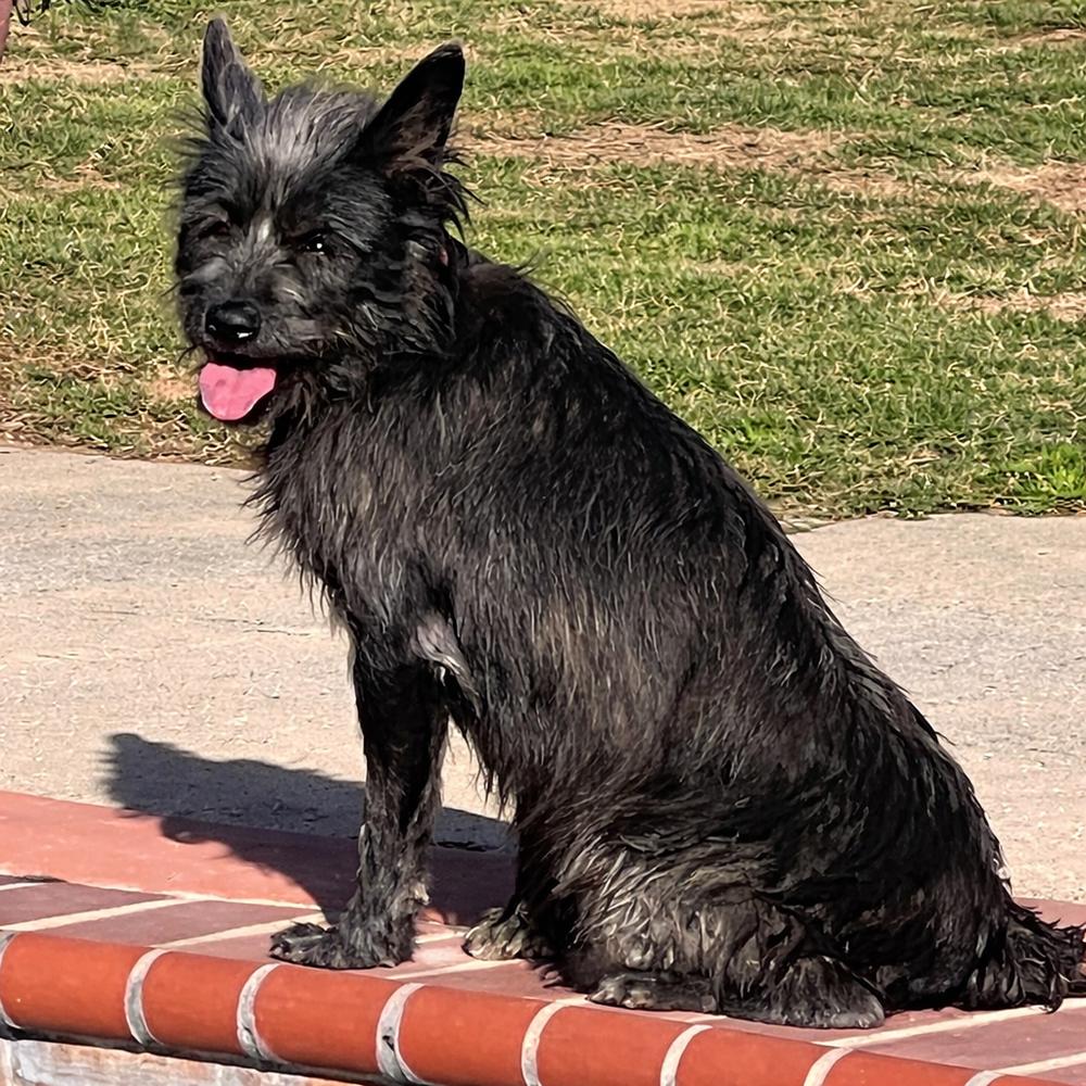 Enlarge Tilly, a Adoptable mixed breed in Pomona, CA image 4/4