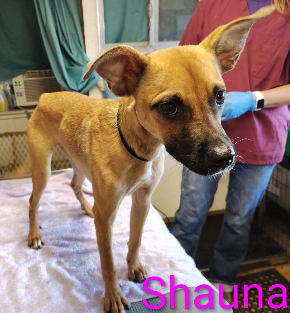 Enlarge Shauna, a Adopted mixed breed in Mena, AR image 1/2