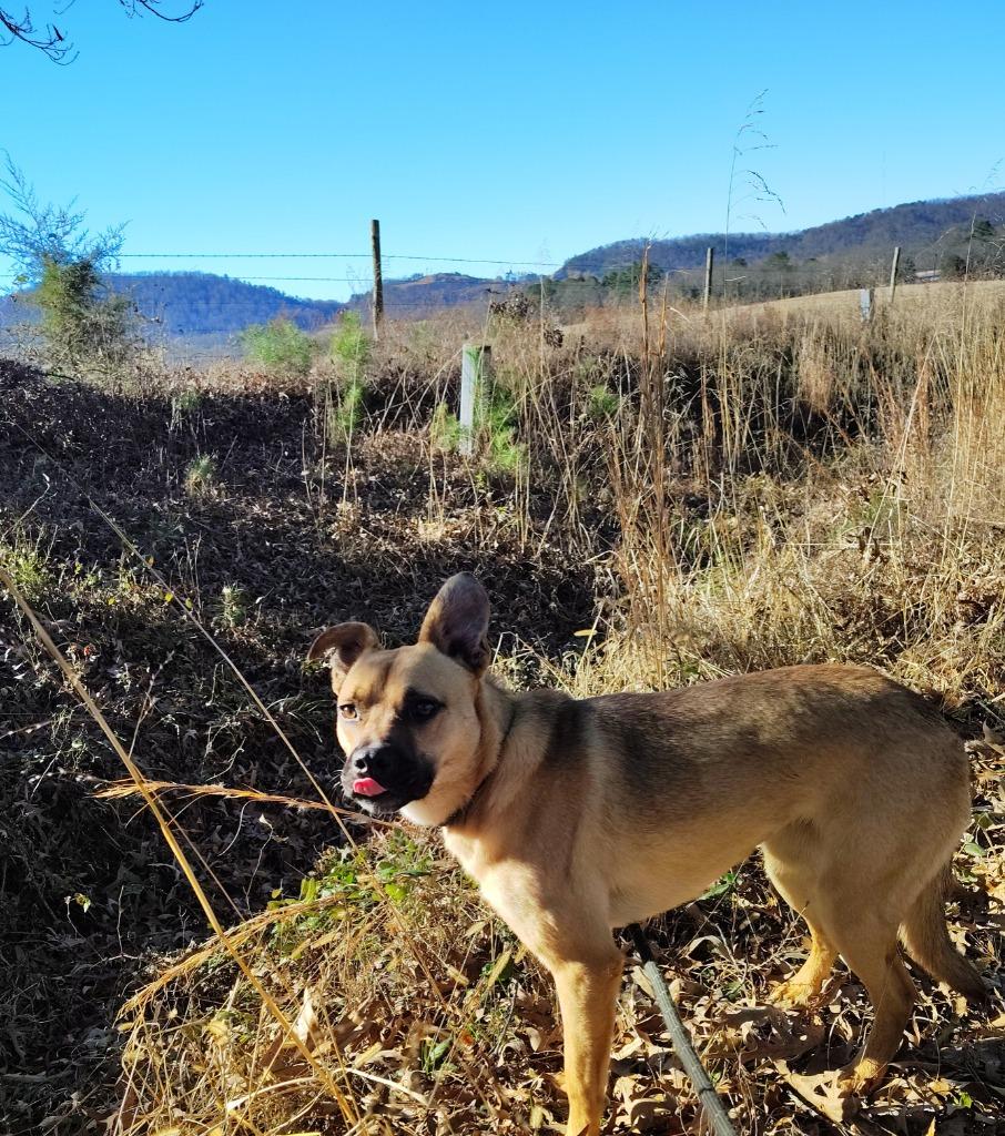 Enlarge Shauna, a Adopted mixed breed in Mena, AR image 2/2