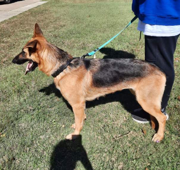Galena, Adoptable, Young Female German Shepherd Dog.