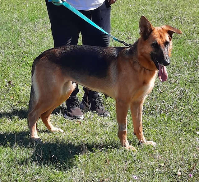Galena, a Adoptable German Shepherd Dog in Round Rock, TX image 2/8