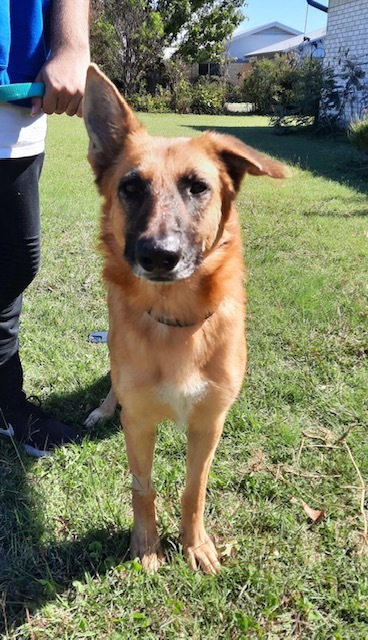 Galena, a Adoptable German Shepherd Dog in Round Rock, TX image 3/8