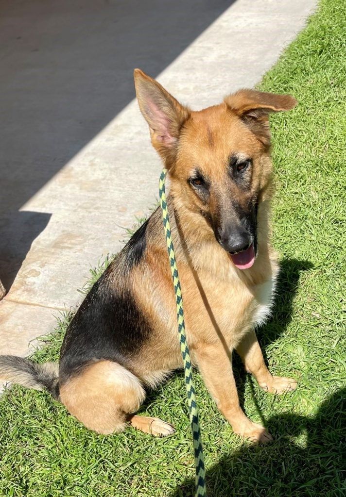 Galena, a Adoptable German Shepherd Dog in Round Rock, TX image 4/8
