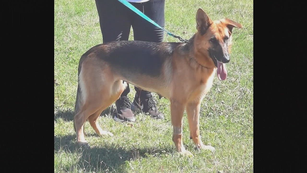 Enlarge Galena, a Adoptable German Shepherd Dog in Round Rock, TX video 8/8