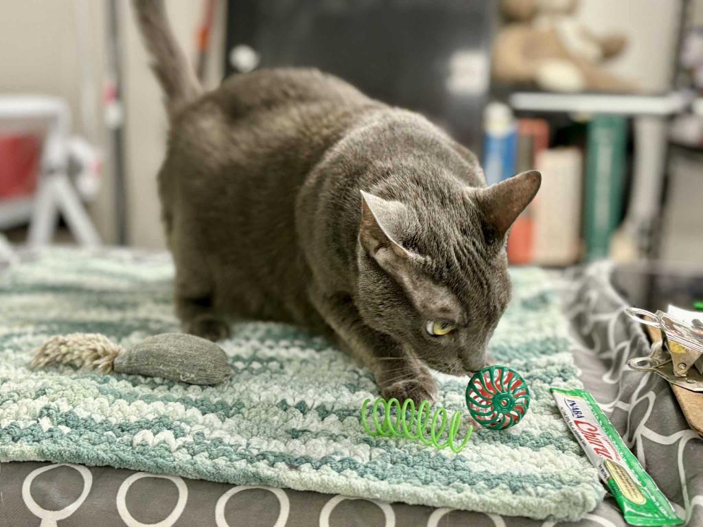 Linda, Adoptable, Senior Female Domestic Short Hair.