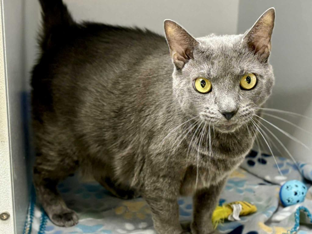 Enlarge Linda, a Adoptable mixed breed in New Kensington, PA image 2/5