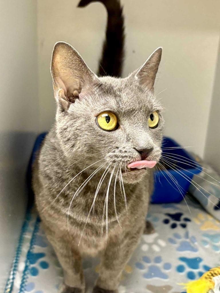 Enlarge Linda, a Adoptable mixed breed in New Kensington, PA image 3/5