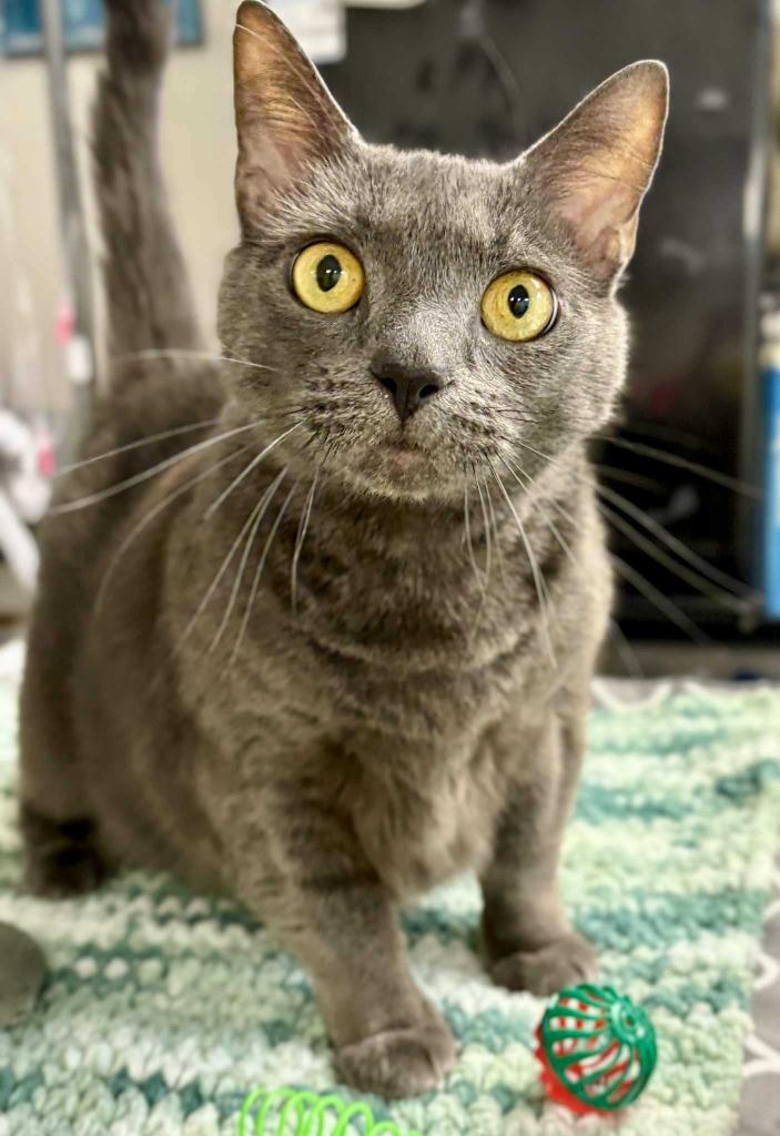 Enlarge Linda, a Adoptable mixed breed in New Kensington, PA image 4/5