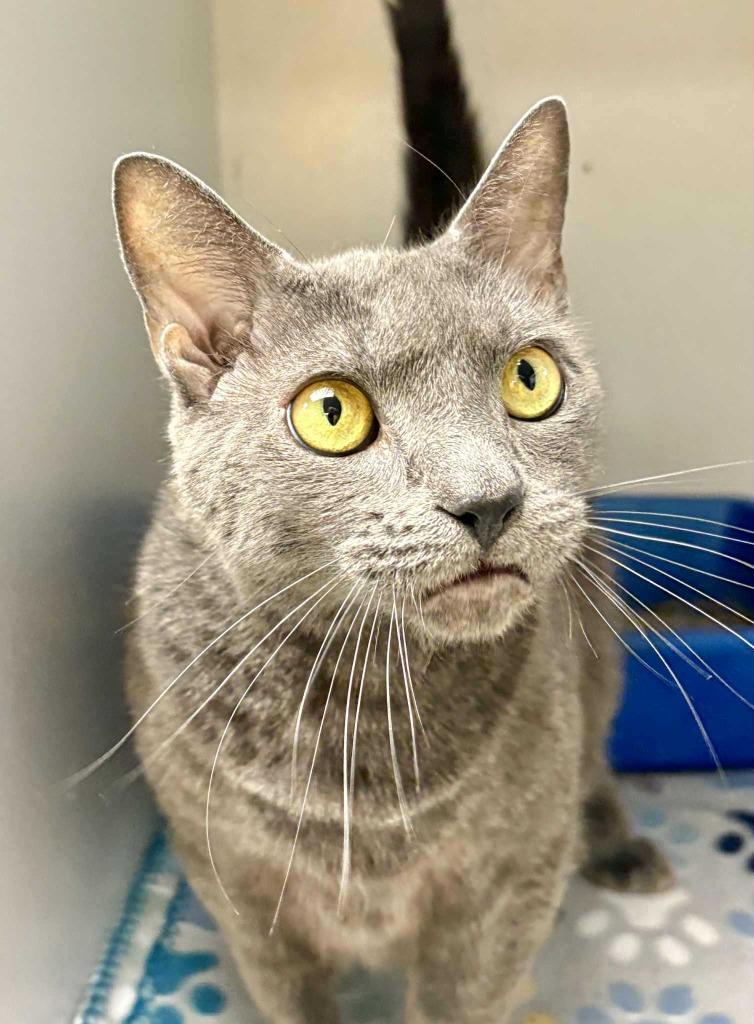 Enlarge Linda, a Adoptable mixed breed in New Kensington, PA image 5/5