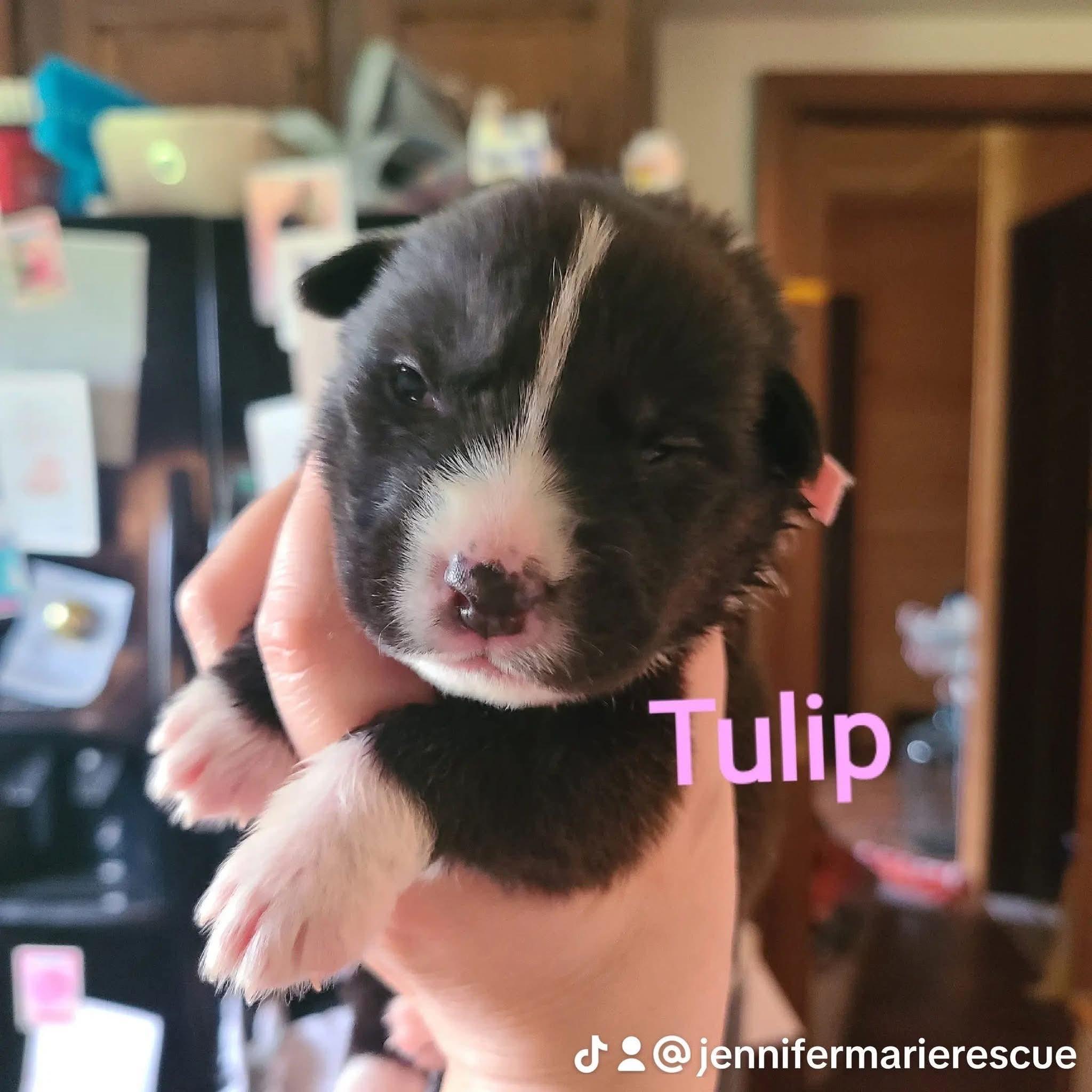 Enlarge Tulip, a ADOPTABLE mixed breed in Pleasant Ridge, MI image 1/1