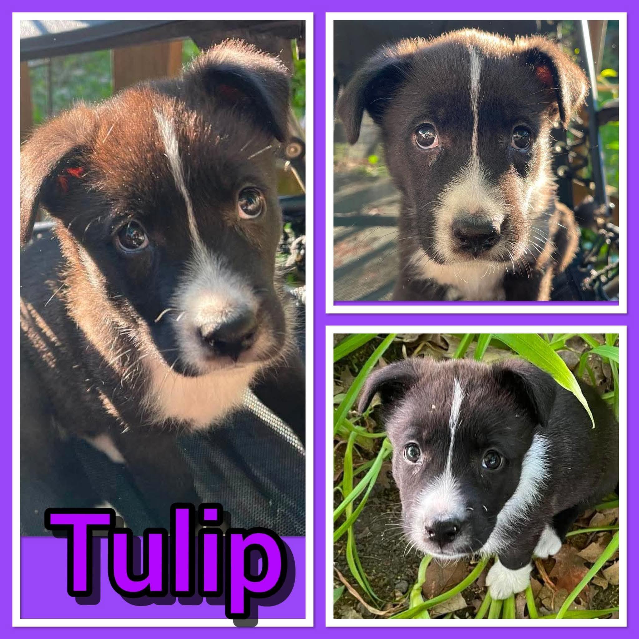 Enlarge Tulip, an adopted mixed breed in Pleasant Ridge, MI image 1/1