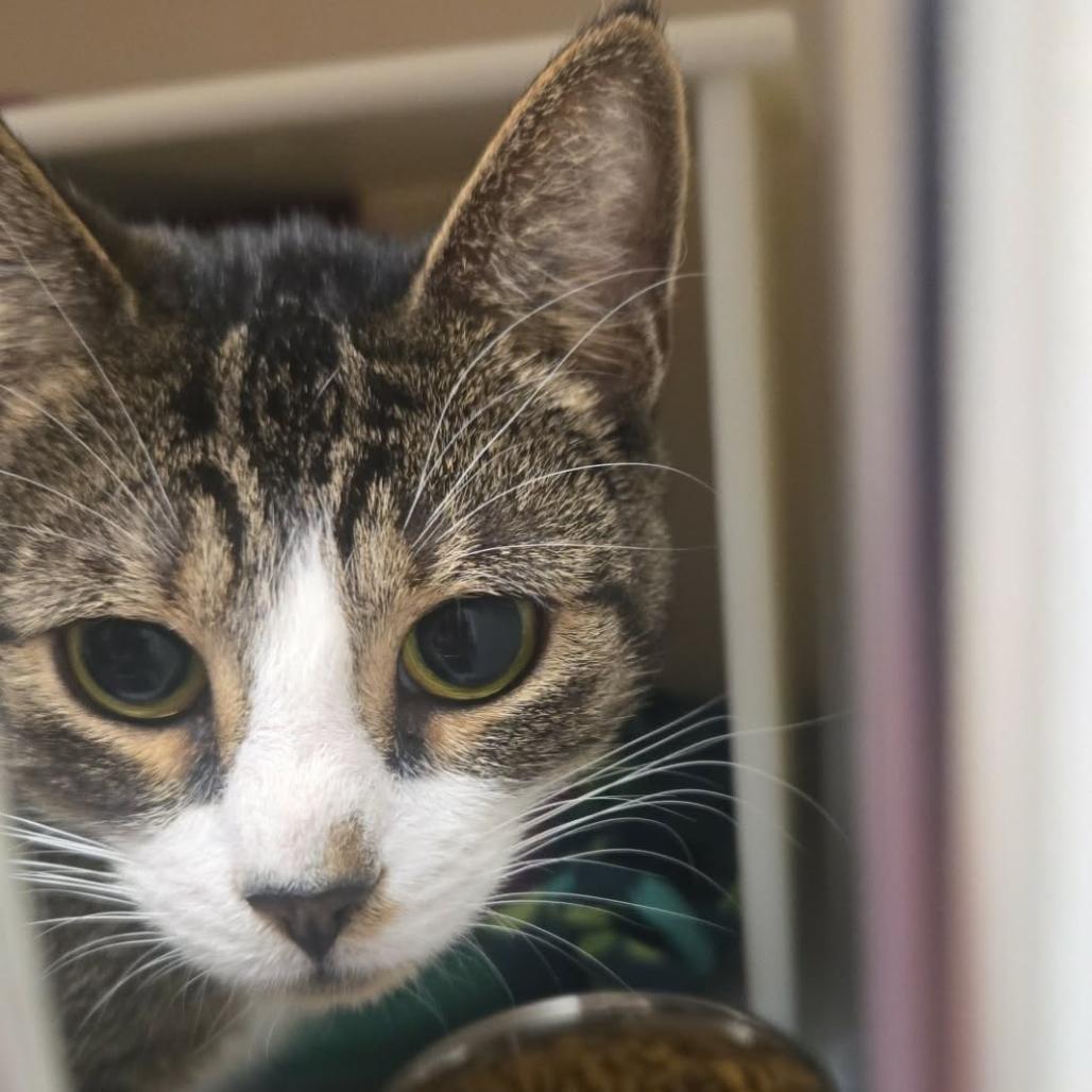 Cheeseburger, Adoptable, Adult Female Domestic Short Hair.