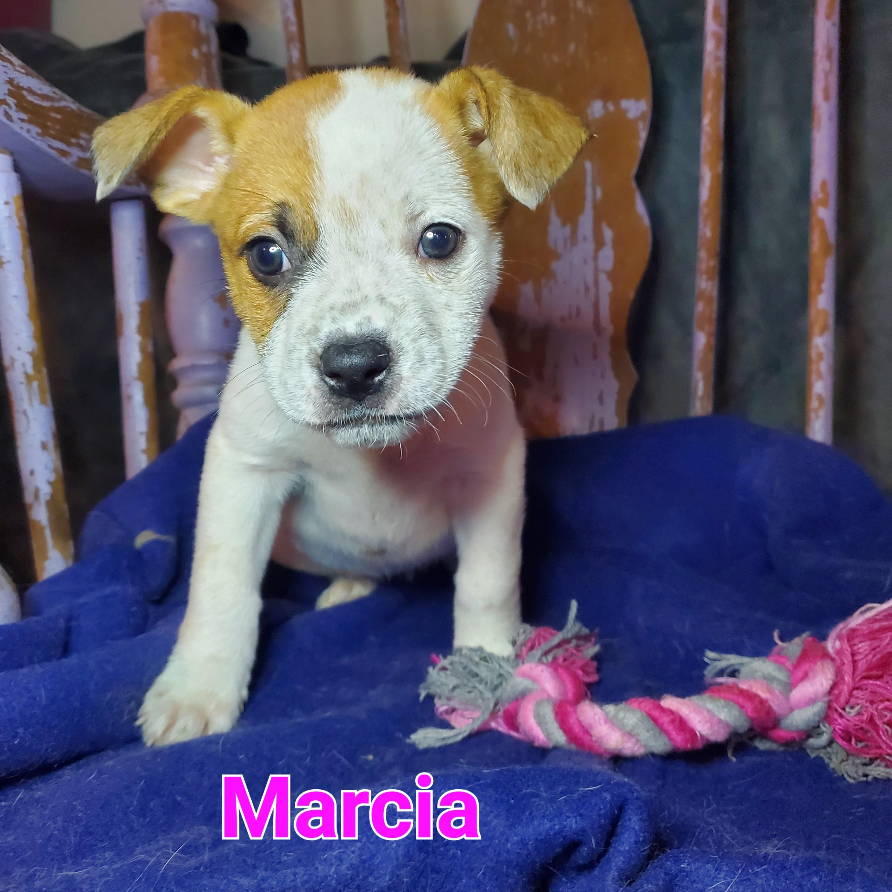 Marcia, ADOPTABLE, Puppy Female American Staffordshire Terrier & Australian Cattle Dog / Blue Heeler.