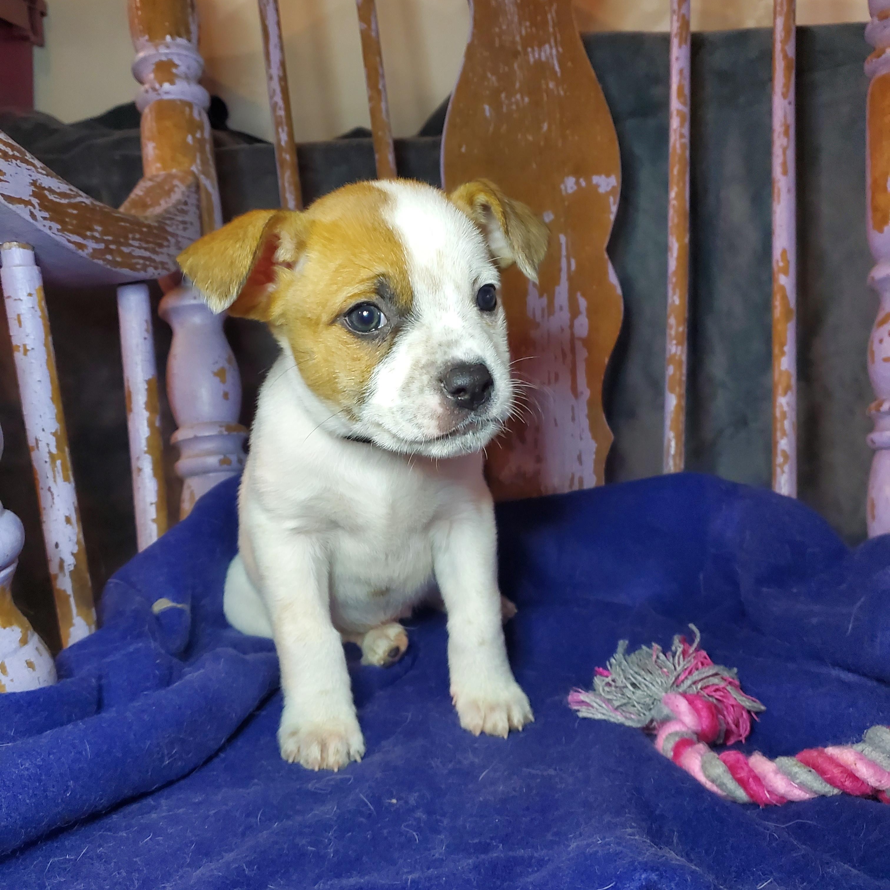 Enlarge Marcia, a ADOPTABLE mixed breed in Blairstown, NJ image 2/6