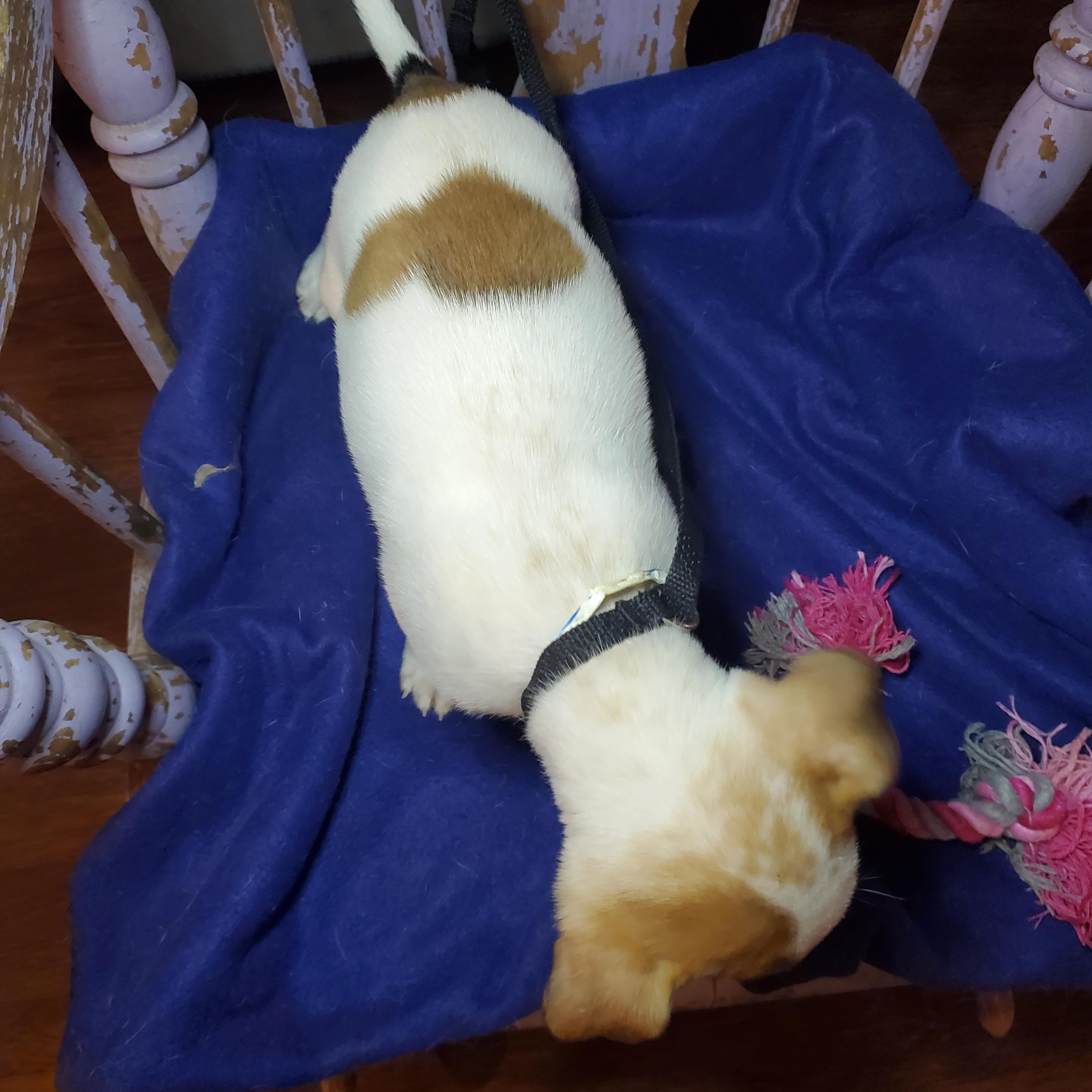 Enlarge Marcia, a ADOPTABLE mixed breed in Blairstown, NJ image 4/6