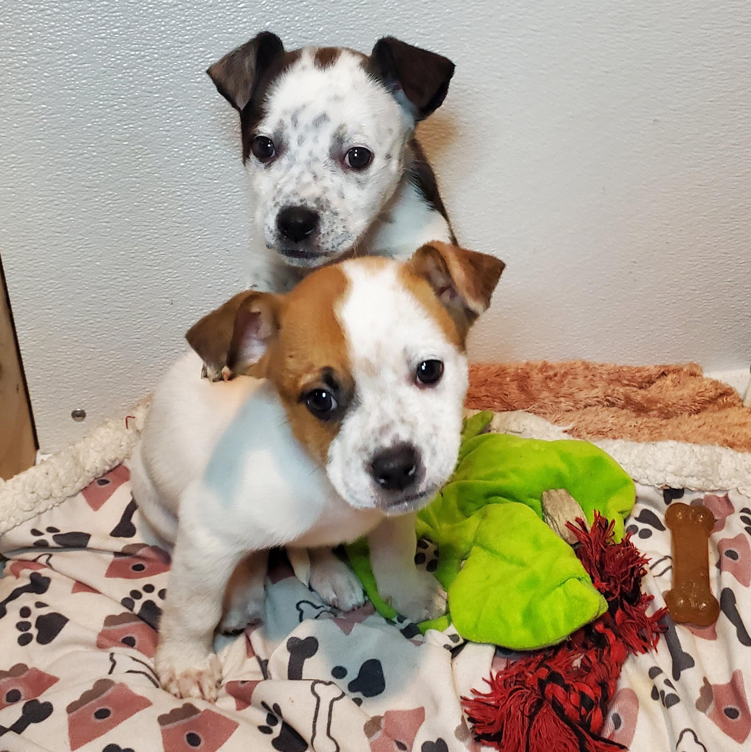 Enlarge Marcia, a ADOPTABLE mixed breed in Blairstown, NJ image 6/6