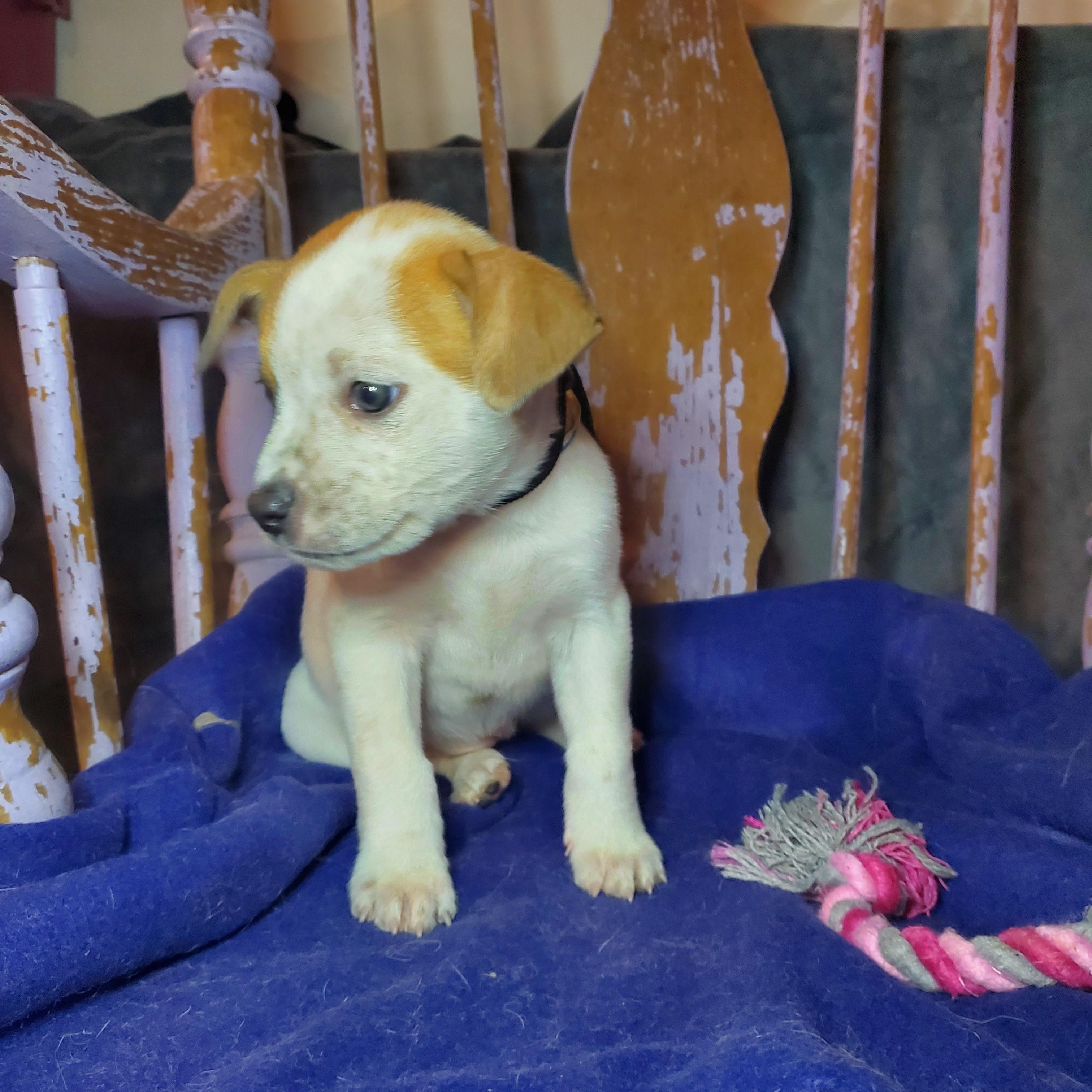 Enlarge Marcia, a ADOPTABLE mixed breed in Blairstown, NJ image 3/6