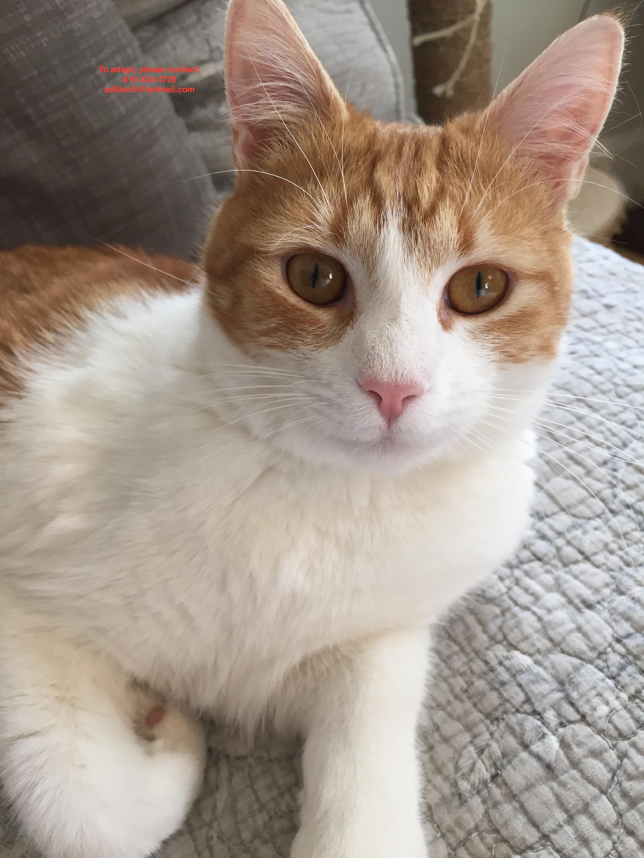 Enlarge Saddles/ PURRING/Very sweet and loving, a Adoptable mixed breed in West Chester, PA image 1/3