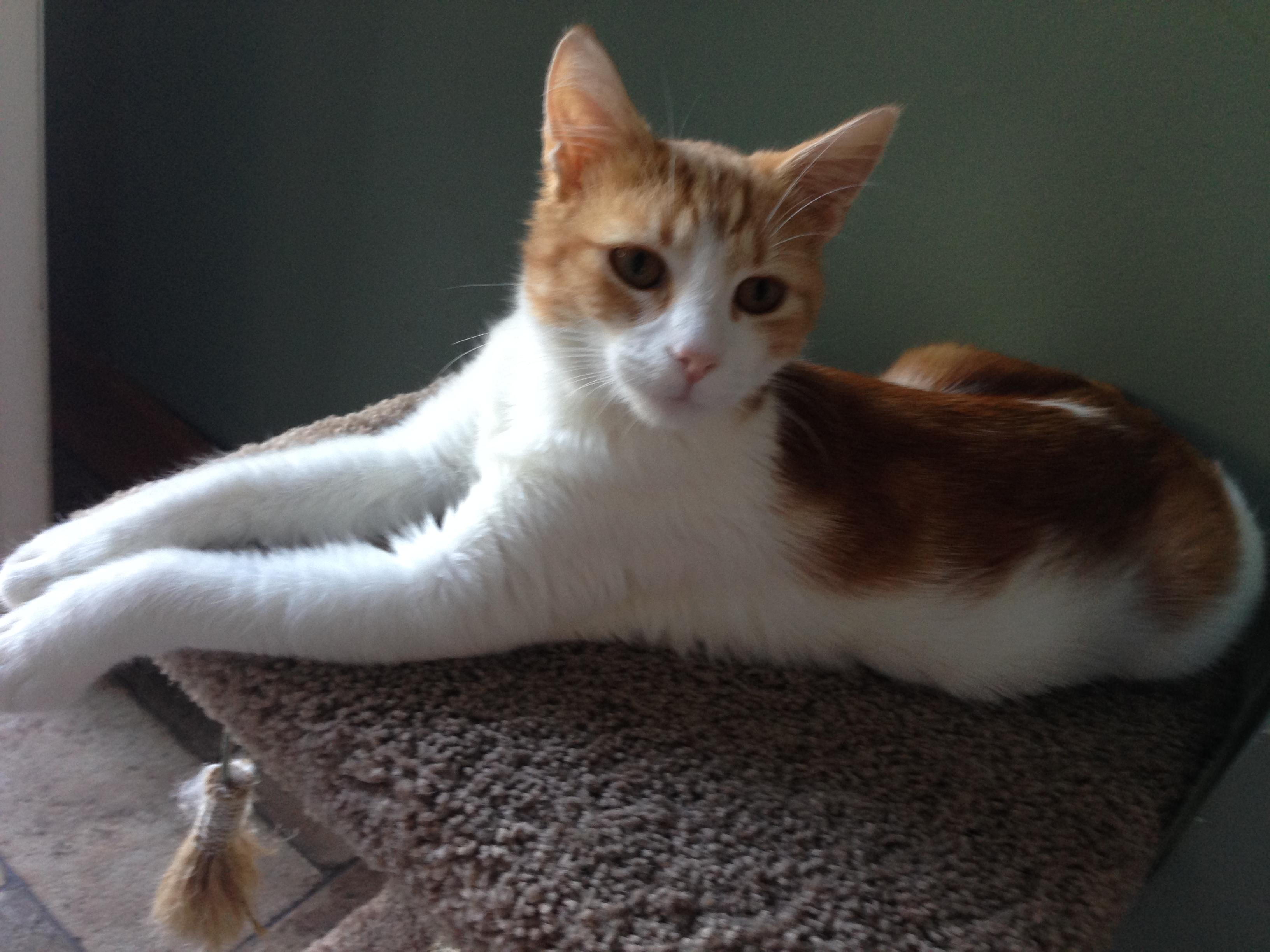 Enlarge Saddles/ PURRING/Very sweet and loving, a Adoptable mixed breed in West Chester, PA image 2/3