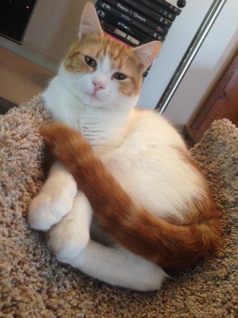 Enlarge Saddles/ PURRING/Very sweet and loving, a Adoptable mixed breed in West Chester, PA image 3/3