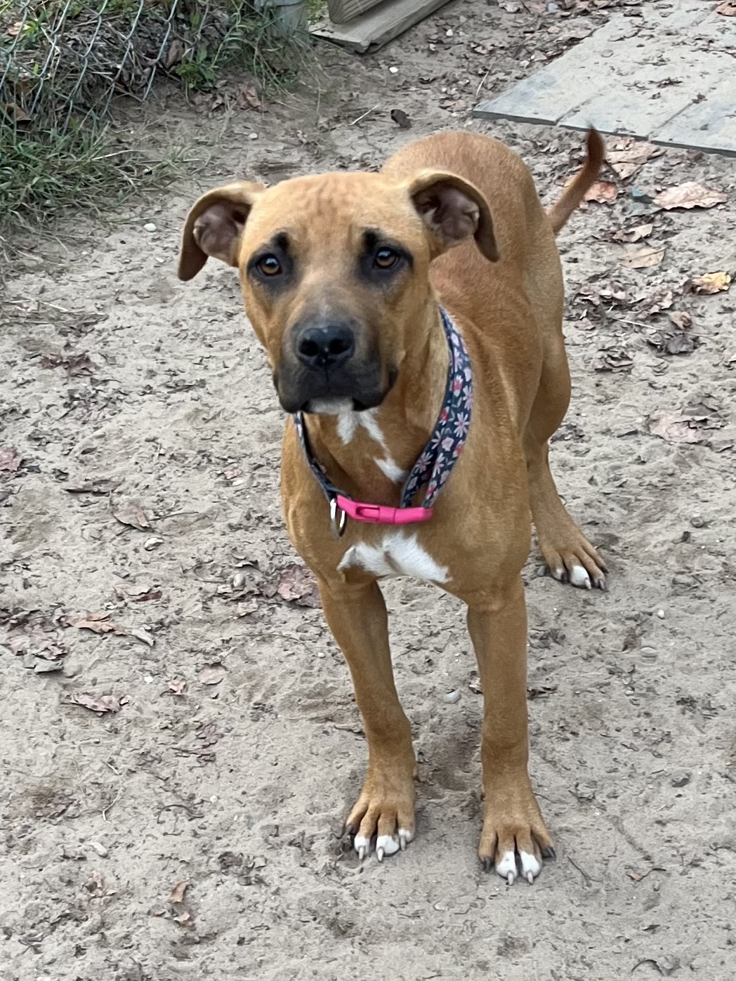 Eve, an adopted Mixed Breed in Big Rapids, MI_image-1