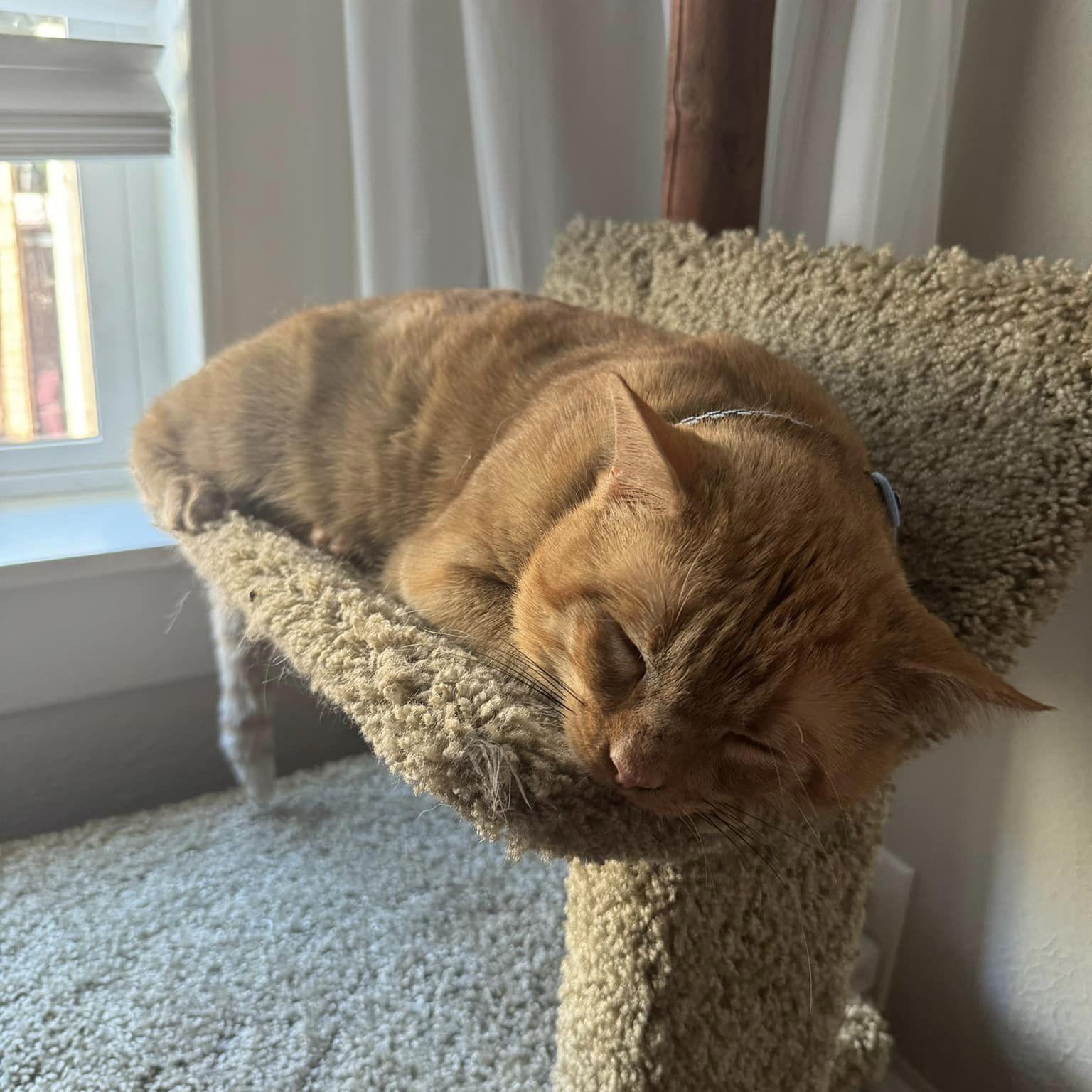 Carl, Adopted, Adult Male Tabby.