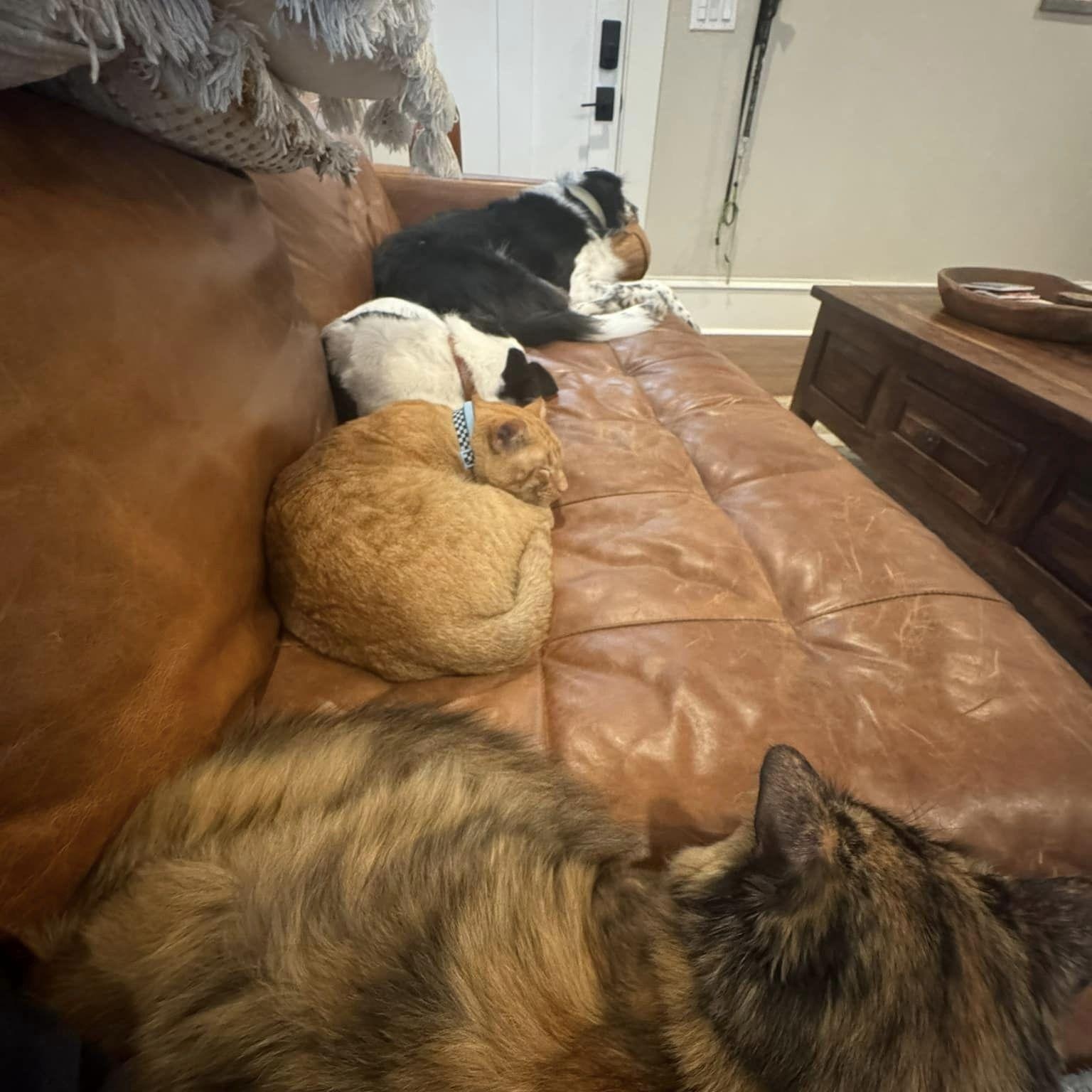 Enlarge Carl, a Adopted Tabby in Dallas, TX image 2/6