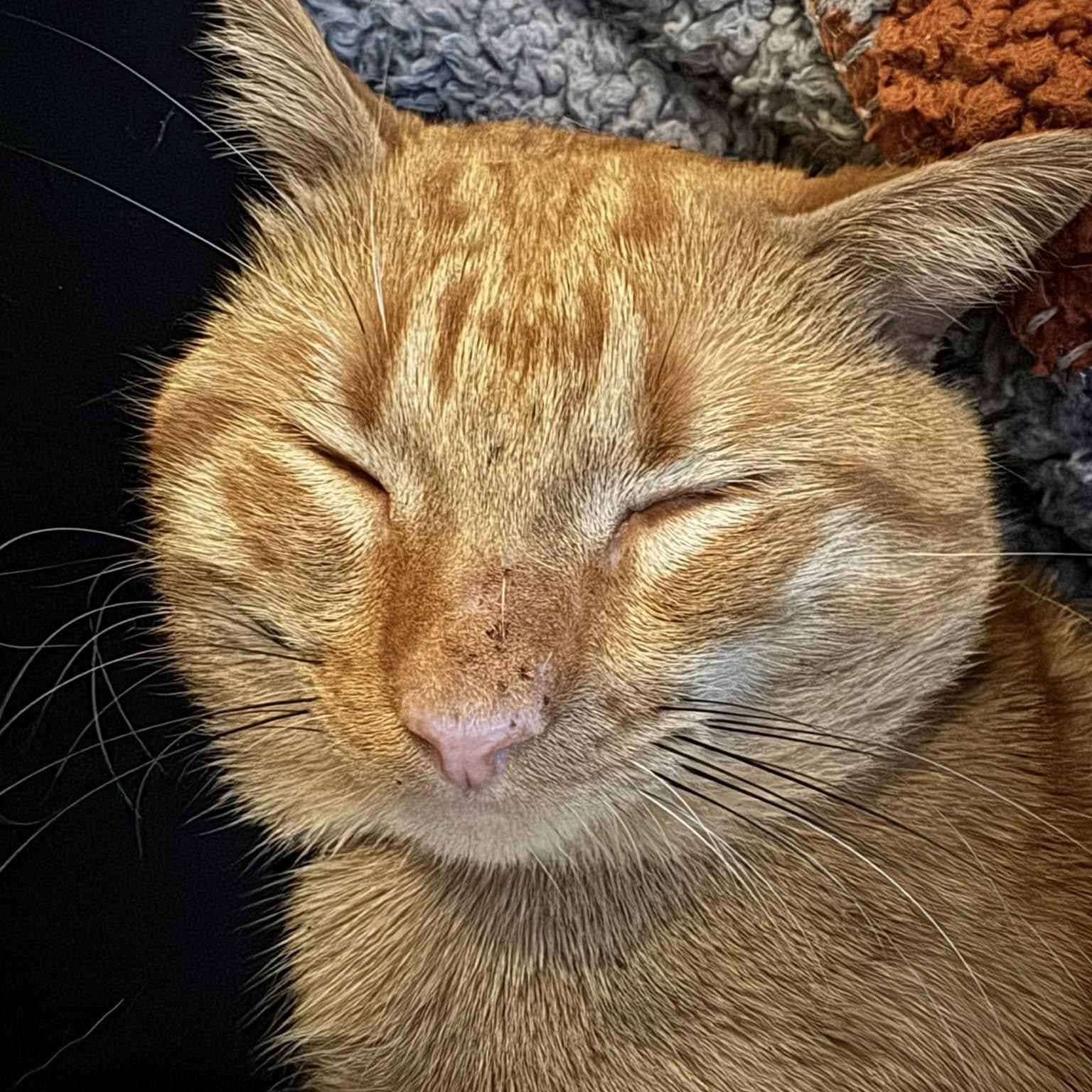 Enlarge Carl, a Adopted Tabby in Dallas, TX image 3/6