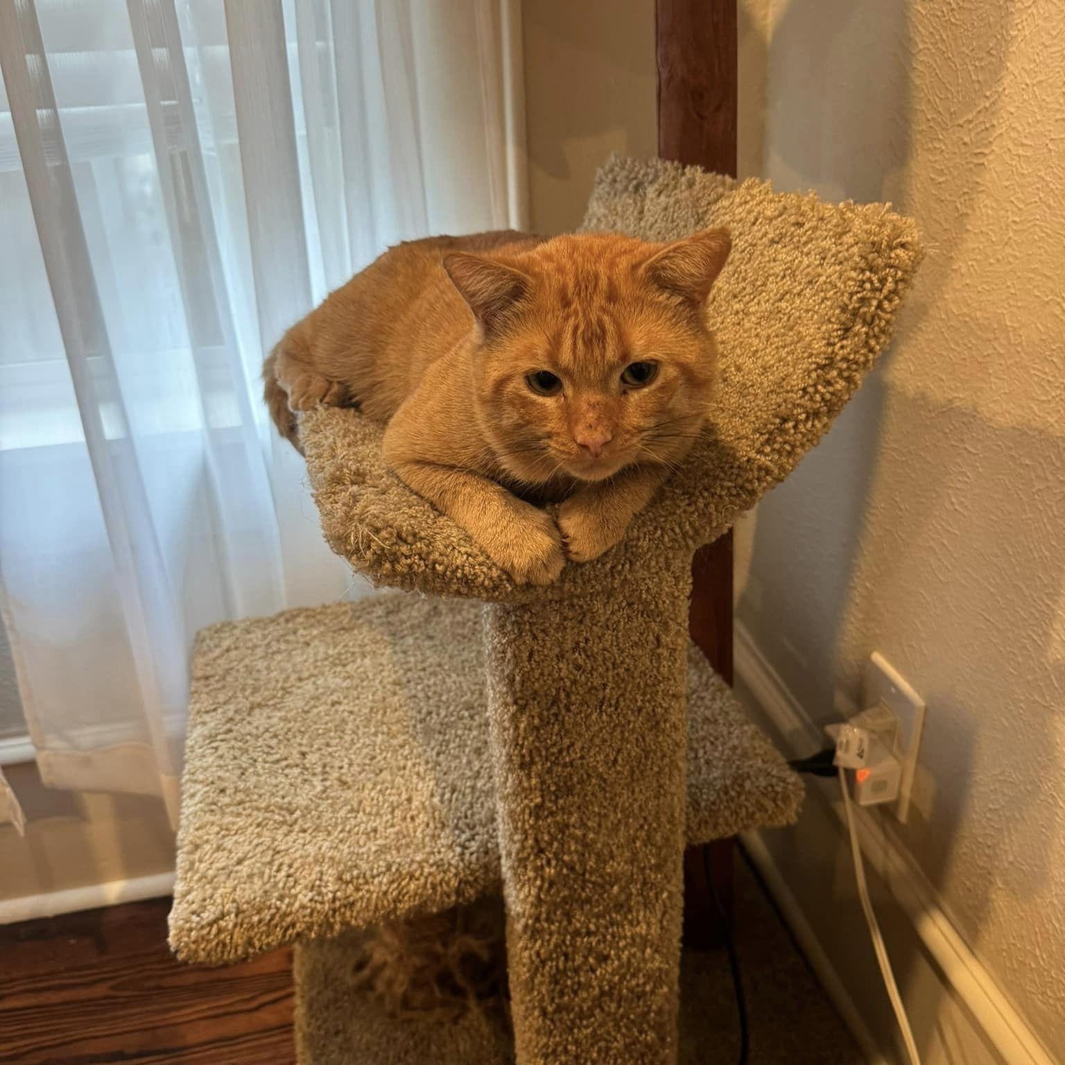 Enlarge Carl, a Adopted Tabby in Dallas, TX image 6/6