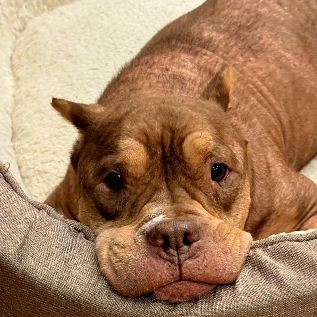 Butterscotch, Adoptable, Adult Female American Staffordshire Terrier & Staffordshire Bull Terrier.