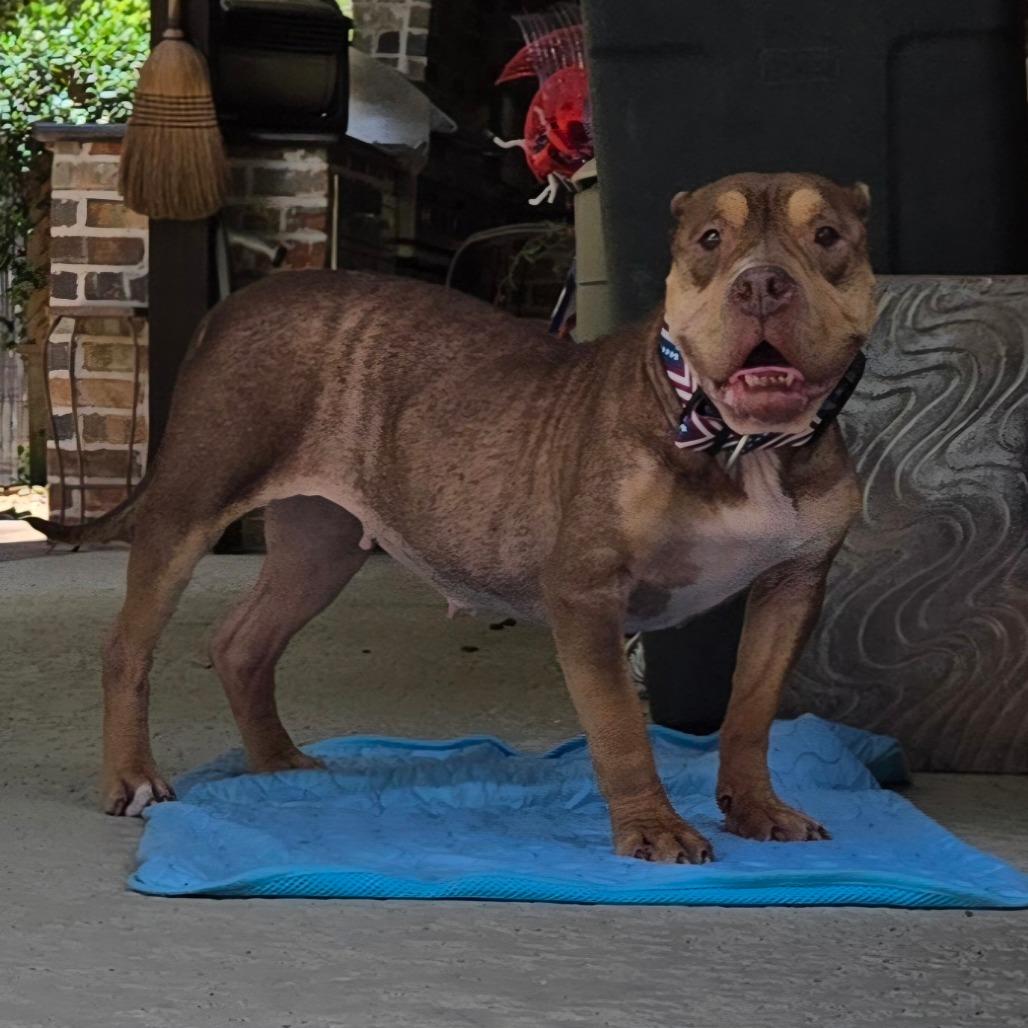 Enlarge Butterscotch, a Adoptable mixed breed in Montgomery, TX image 2/6