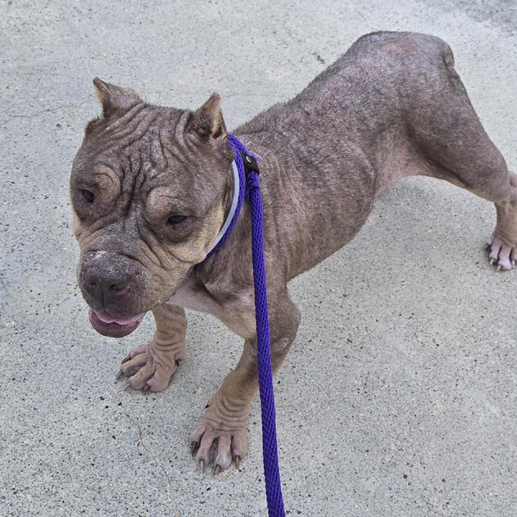 Enlarge Butterscotch, a Adoptable mixed breed in Montgomery, TX image 3/6